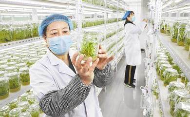 影像河北丨萬象“耕”新不負(fù)春 水果種植