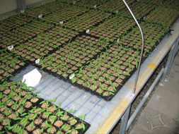 愛華高新農(nóng)業(yè)科技研發(fā) 水果種植的創(chuàng)新與突破